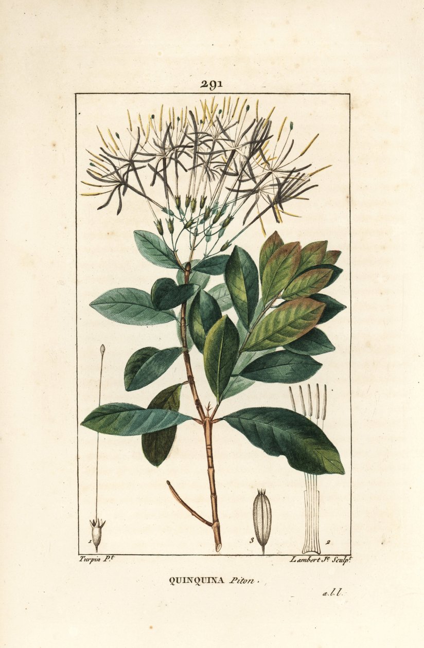 Quinquina piton - Exostema sanctae-luciae (syn. Cinchona floribunda), with flower, leaf, stalk and seed. Handcoloured stipple copperplate engraving by Lambert Junior from a drawing by Pierre Jean-Francois Turpin from Chaumeton, Poiret and Chamberet