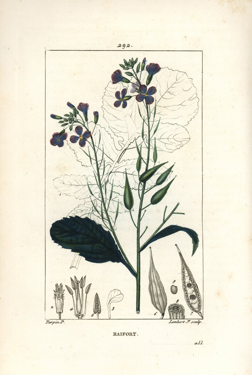 萝卜 - 萝卜，Raphanus sativus，有花、叶、种子和叶子的轮廓。小Lambert根据Pierre Jean-Francois Turpin的画作进行的手绘立体铜版画，该画出自Chaumeton, Poiret和Chamberet的《La Flore Medicale》，巴黎，Pa 作者 皮埃尔·让·弗朗索瓦·特平