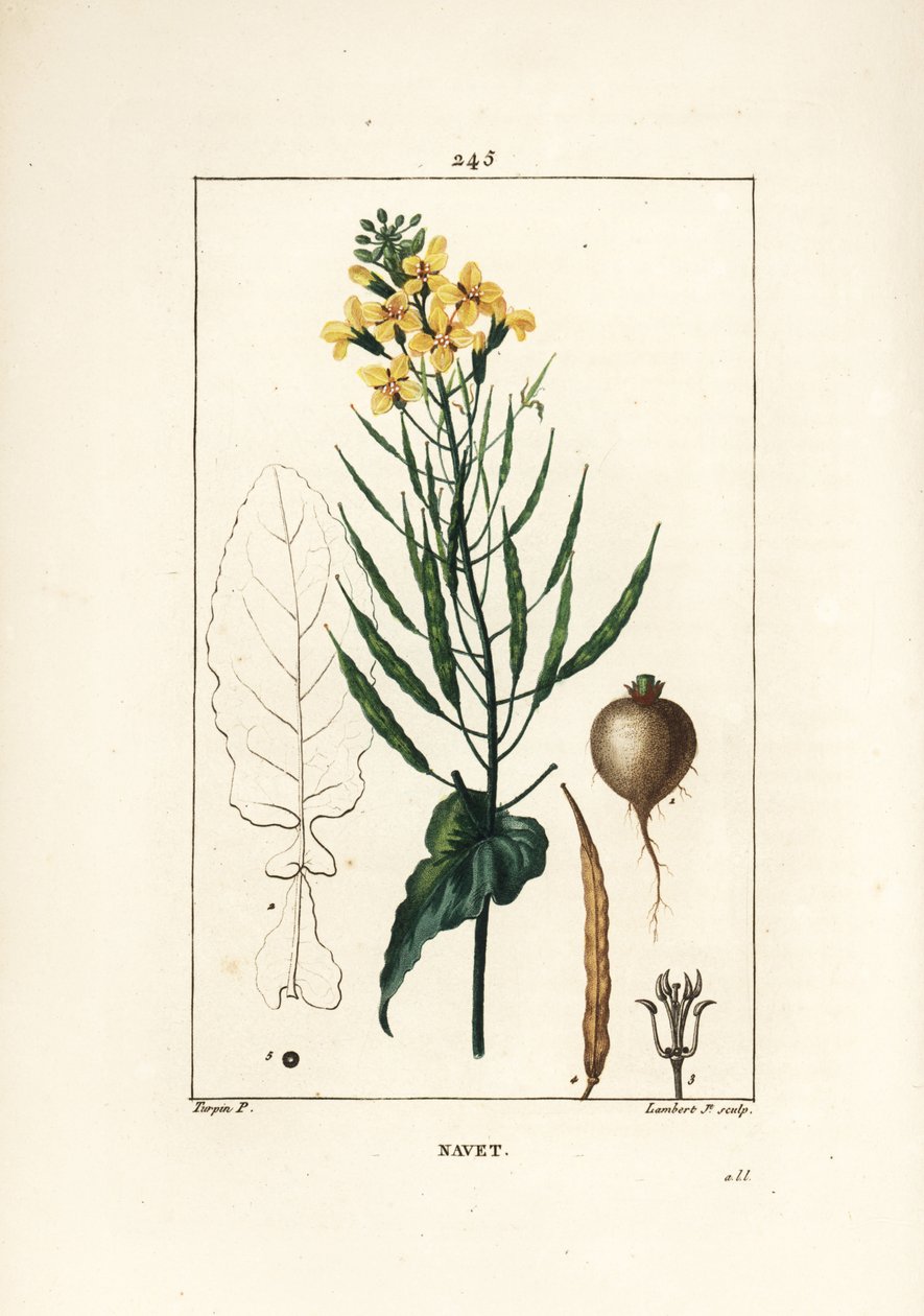 油菜籽或油籽，欧洲油菜，有叶、花和根。 Lambert Junior 手绘点画铜版画，出自 Chaumeton、Poiret 和 Chamberet 的“La Flore Medicale”，巴黎，Panckoucke 的 Pierre Jean-Francois Turpin 的画作 作者 皮埃尔·让·弗朗索瓦·特平
