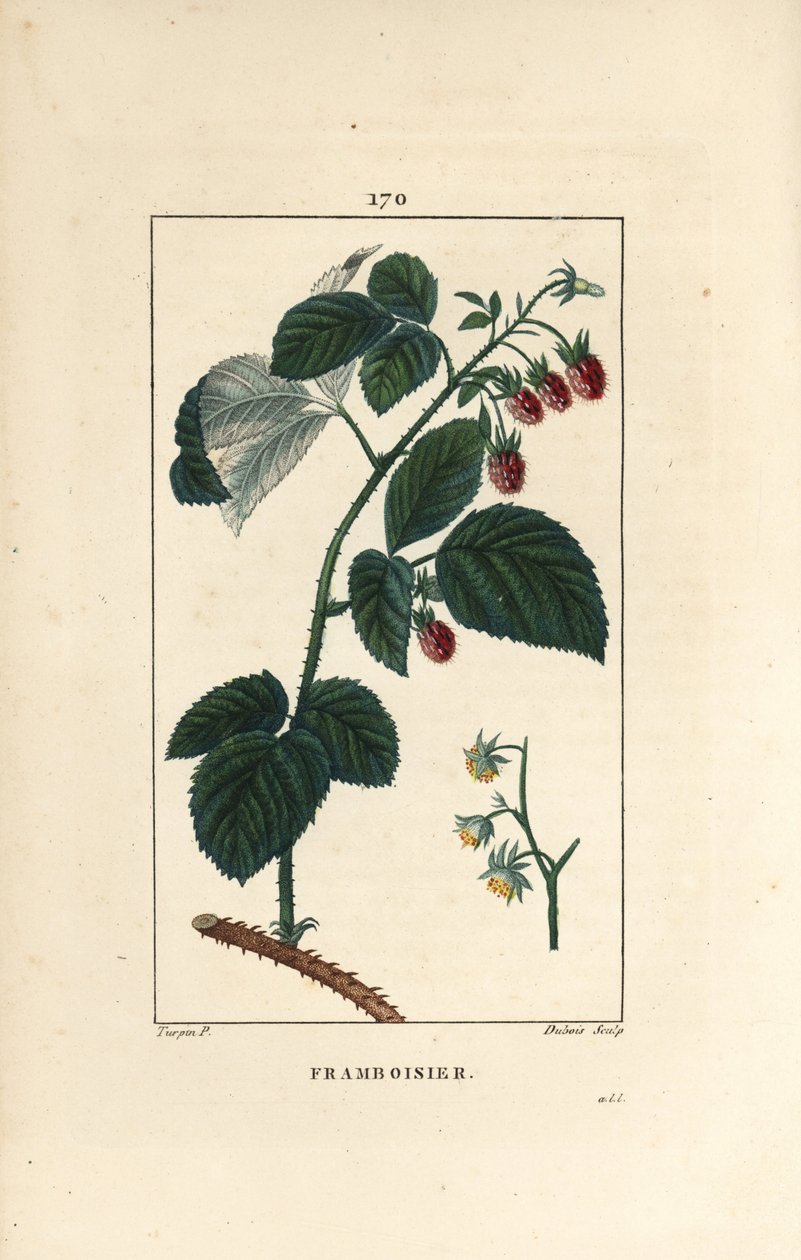 树莓 - 树莓，Rubus idaeus，显示花、叶、刺和成熟的果实。小兰伯特根据皮埃尔-让-弗朗索瓦-图尔平的画作进行的手绘立体铜版画，出自肖梅顿、波尔特和张贝的《医学花卉》，P 作者 皮埃尔·让·弗朗索瓦·特平