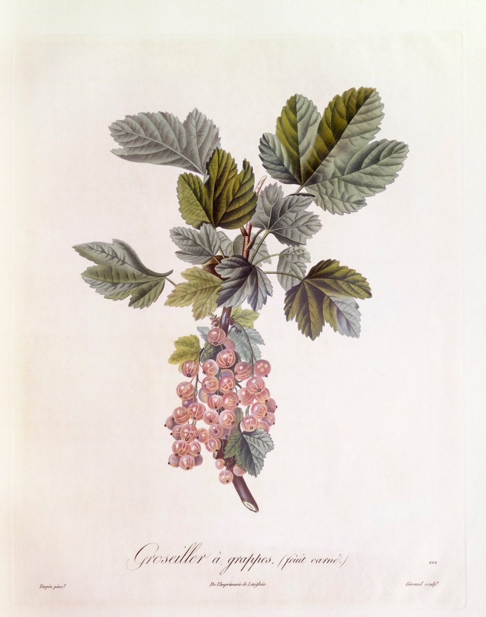 红醋栗（Ribes rubrum），Henry Louis Duhamel du Monceau，Pierre Jean Francois Turpin的植物图版 作者 皮埃尔·让·弗朗索瓦·特平