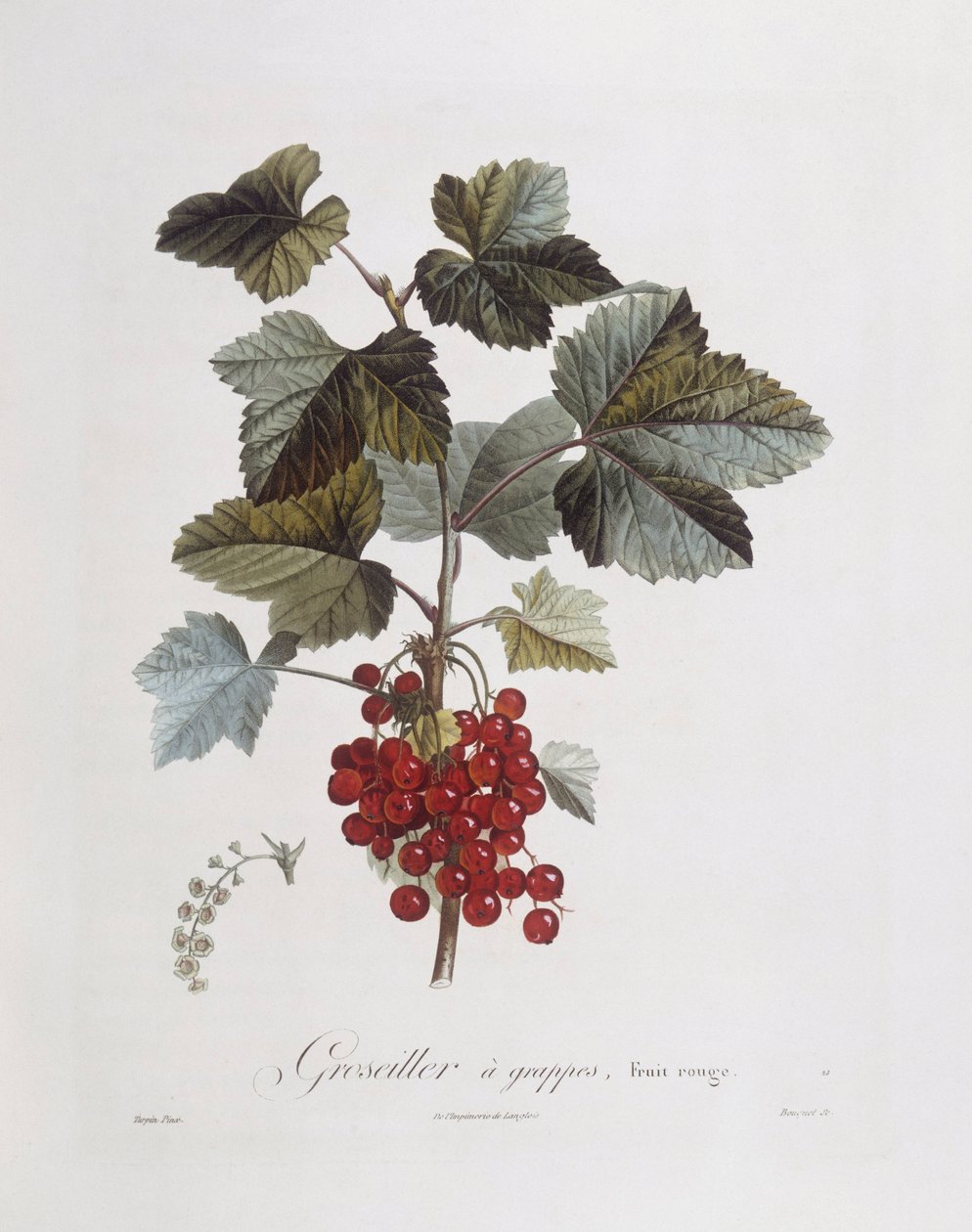 红醋栗（Ribes rubrum），Henry Louis Duhamel du Monceau，Pierre Jean Francois Turpin的植物图版 作者 皮埃尔·让·弗朗索瓦·特平