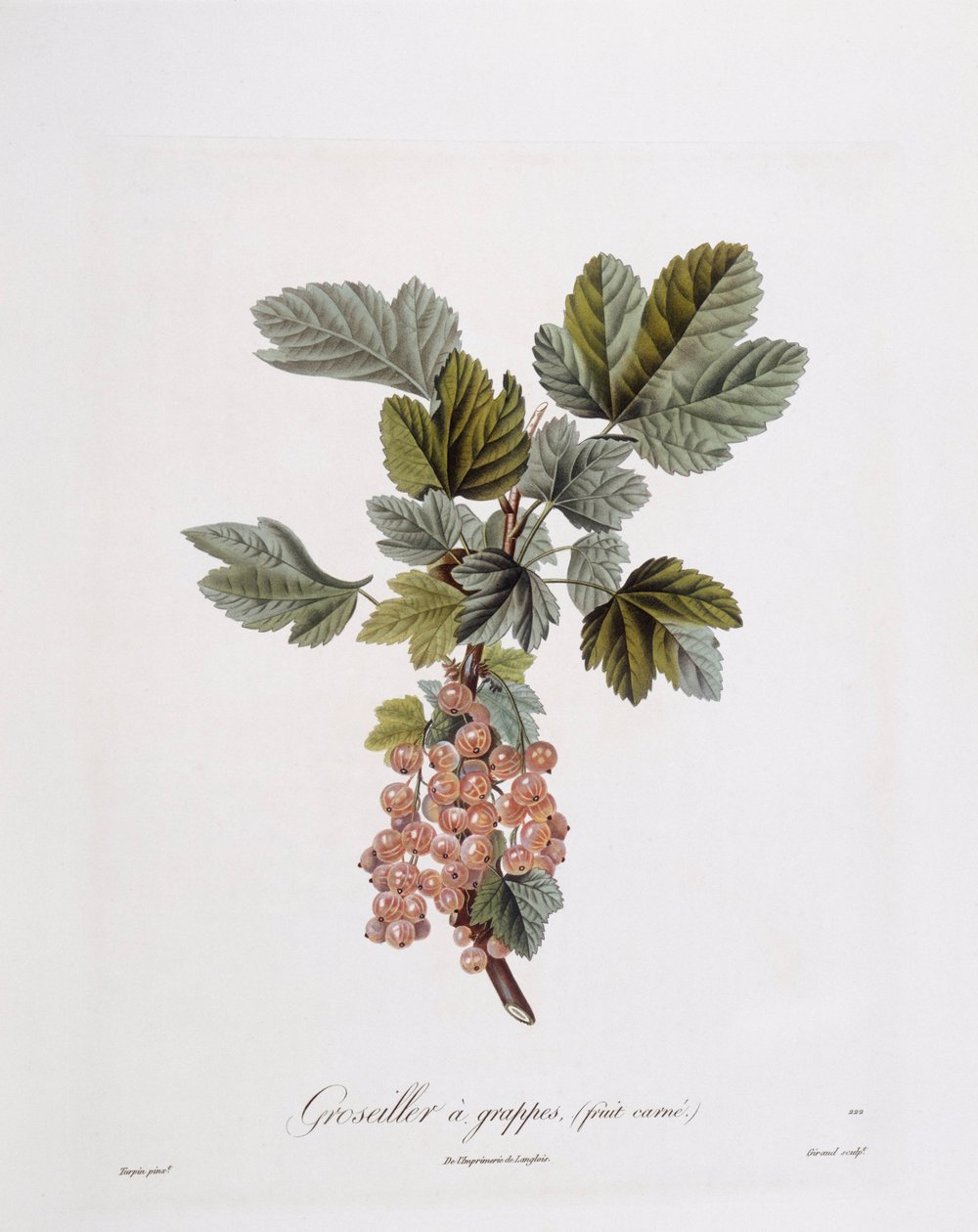 红醋栗（Ribes rubrum），Henry Louis Duhamel du Monceau，Pierre Jean Francois Turpin的植物图版 作者 皮埃尔·让·弗朗索瓦·特平