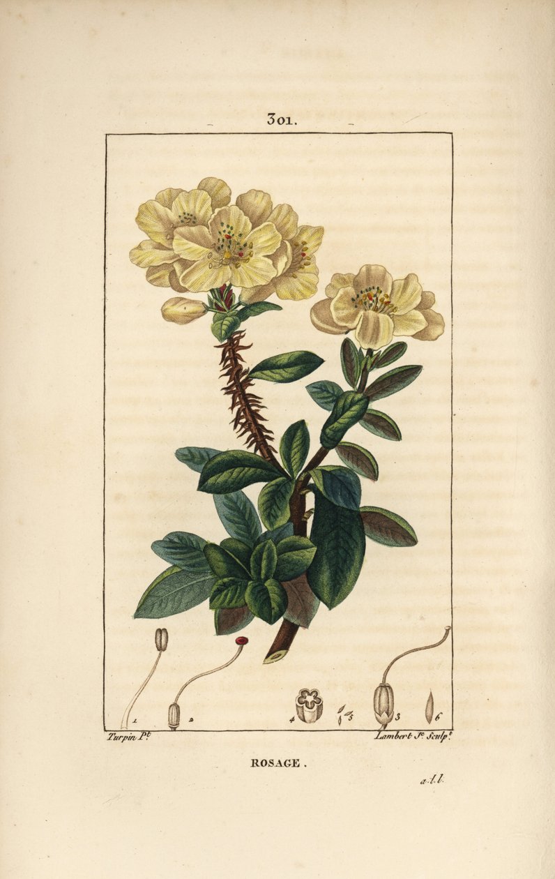 Rhododendron geant - Rosebay, Hymenanthes maxima (Rhododendron maximum), with flower, thorny stem, leaf and seed. Handcoloured stipple copperplate engraving by Lambert Junior from a drawing by Pierre Jean-Francois Turpin from Chaumeton, Poiret and Chambere 作者 皮埃尔·让·弗朗索瓦·特平