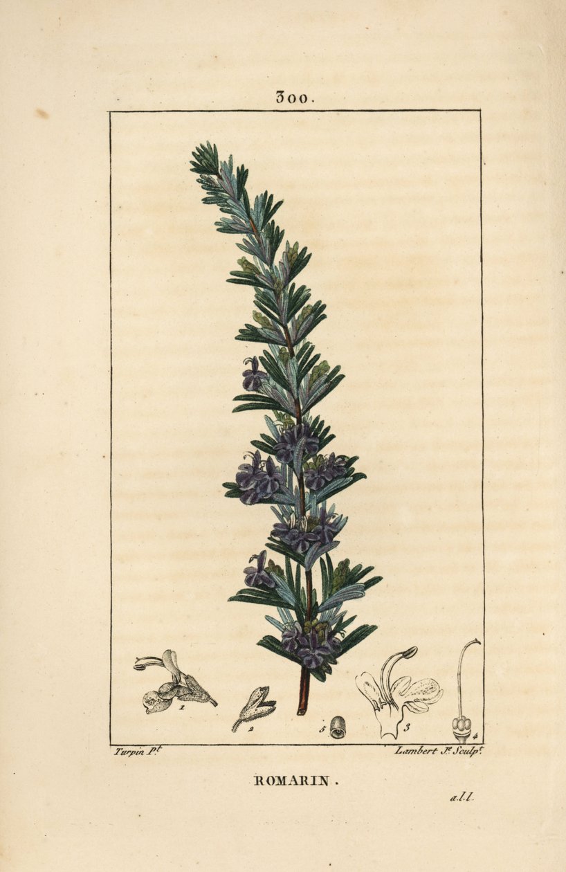 迷迭香 - 迷迭香，Rosmarinus officinalis，有花、叶和茎。小兰伯特根据皮埃尔-让-弗朗索瓦-图尔平的画作进行的手绘立体铜版画，出自肖梅顿、波尔特和张贝的《医学花卉》，巴黎，潘克 作者 皮埃尔·让·弗朗索瓦·特平