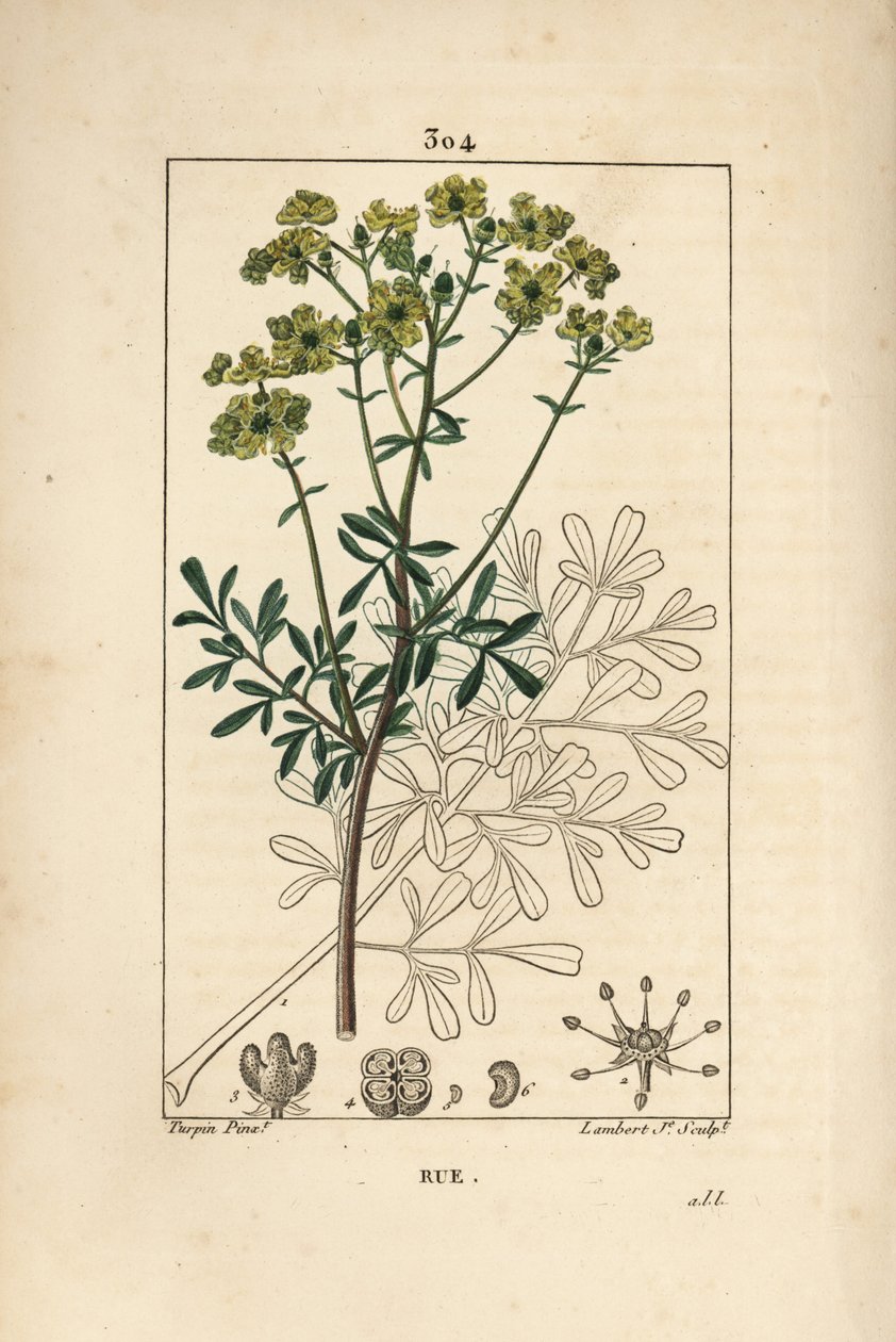 Rue des jardins或Rue fetide - Rue或优雅的草本植物，Ruta graveolens，显示花、叶、茎、种子和轮廓。小兰伯特根据皮埃尔-让-弗朗索瓦-图尔平的画作进行的手绘立体铜版画，出自肖梅顿、普瓦雷特和查姆。 作者 皮埃尔·让·弗朗索瓦·特平
