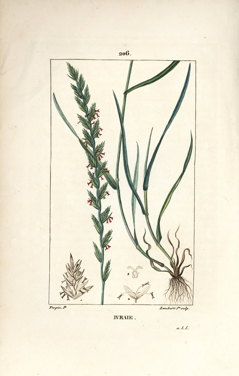 黑麦草，Gramen loliaceum。 Lambert Junior 手绘点画铜版画，来自 Chaumeton、Poiret 和 Chamberet 的“La Flore Medicale”，巴黎，Panckoucke 的 Pierre Jean-Francois Turpin 的画作 作者 皮埃尔·让·弗朗索瓦·特平