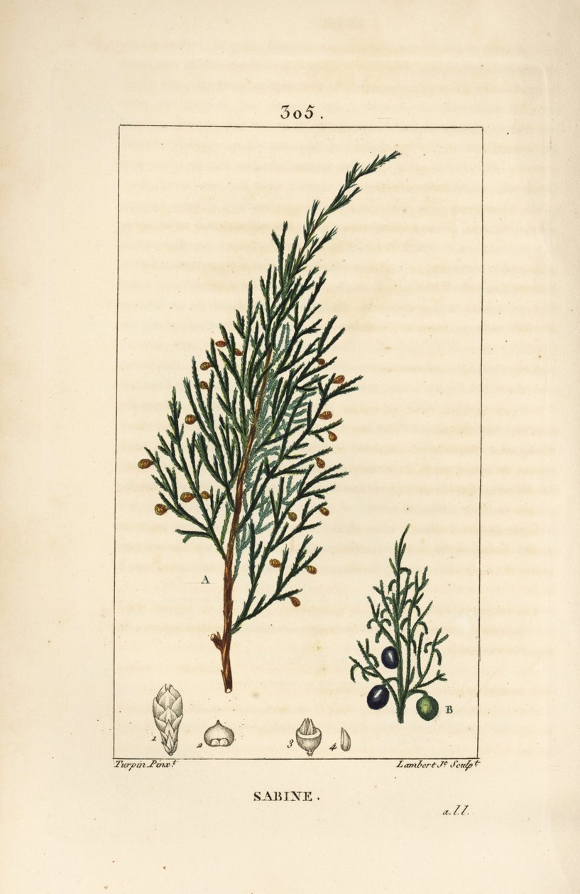 萨宾刺柏，Juniperus sabina，有浆果、叶子、茎和种子。小Lambert根据Pierre Jean-Francois Turpin的画作进行的手绘硬笔铜版画，出自Chaumeton, Poiret和Chamberet的《La Flore Medicale》，巴黎，Panckoucke。 作者 皮埃尔·让·弗朗索瓦·特平