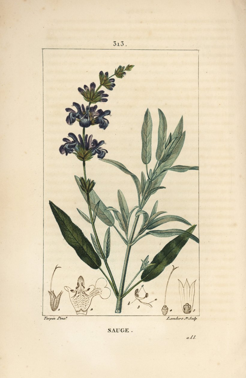 鼠尾草 - 普通鼠尾草，Salvia officinalis，有花、叶、茎和种子。小兰伯特根据皮埃尔-让-弗朗索瓦-图尔平的画作进行的手绘立体铜版画，出自肖梅顿、波尔和张贝的 "La Flore Medicale"。 作者 皮埃尔·让·弗朗索瓦·特平
