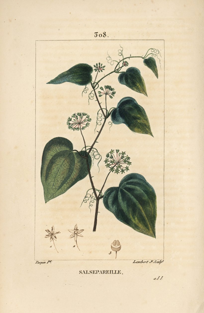 Salsepareille or Mountain Granon, Spiny Bindweed, Spiny Liset - Rough bindweed or sarsaparille, Smilax aspera, with flower, stem, tendril, leaf and seed. Handcoloured stipple copperplate engraving by Lambert Junior from a drawing by Pierre Jean-Francois Tu 作者 皮埃尔·让·弗朗索瓦·特平