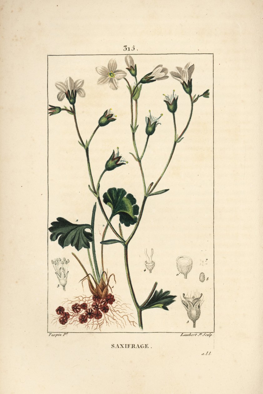 Saxifrage granulee或Saxifrage a bulbbles - 草地虎耳草，Saxifraga granulata，有花、叶、茎和根。小Lambert根据Pierre Jean-Francois Turpin的画作进行的手绘立体铜版画，出自Chaumeton, Poiret和Cha 作者 皮埃尔·让·弗朗索瓦·特平