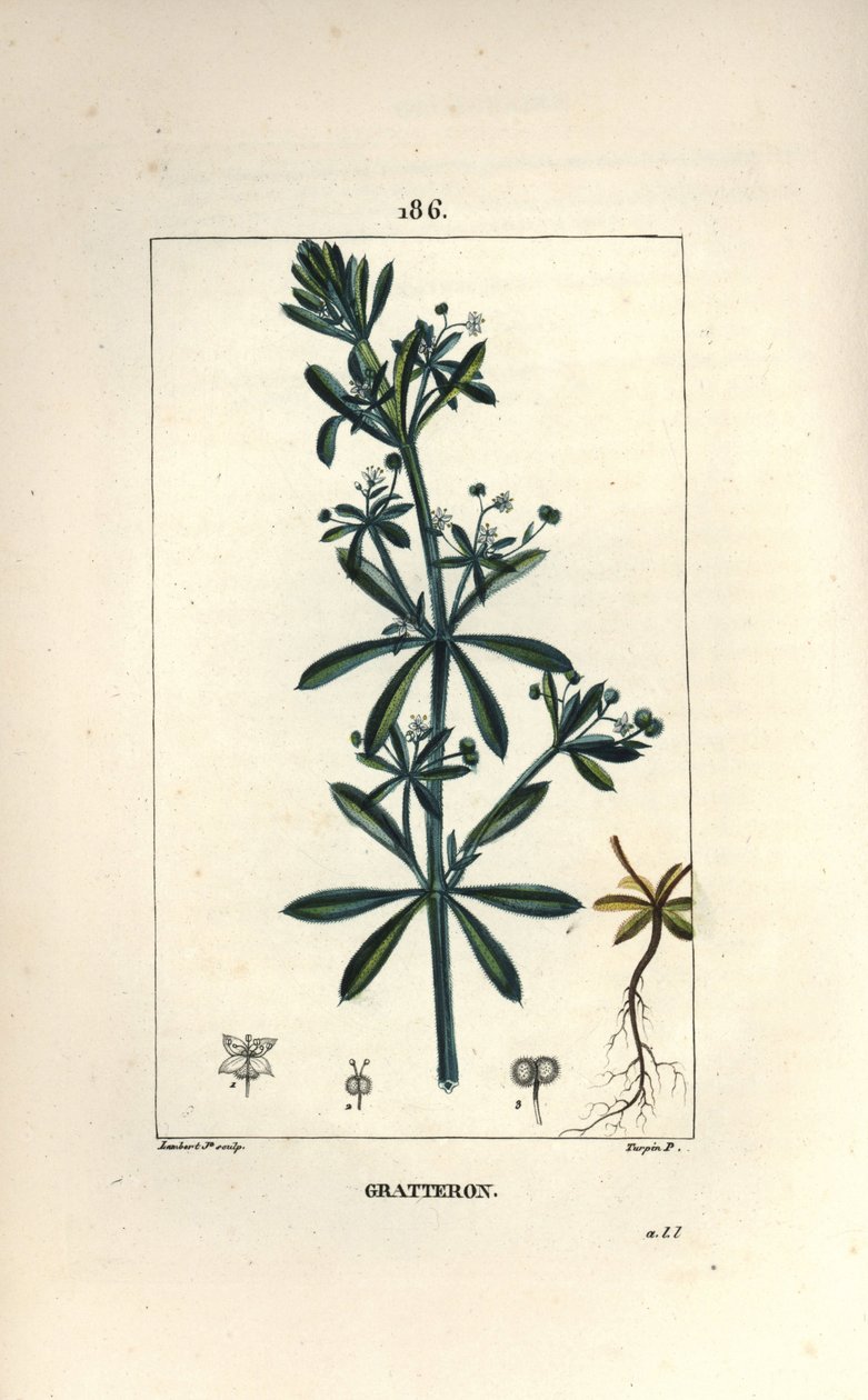 Scratteron 或 rieble，grateron，舌头划痕，gaille - 鹅草，Galium aparine。 Lambert Junior 手绘点画铜版画，出自 Chaumeton、Poiret 和 Chamberet 的“La Flore Medicale”的 Pierre Jean-Francois Turpin 的一幅画， 作者 皮埃尔·让·弗朗索瓦·特平