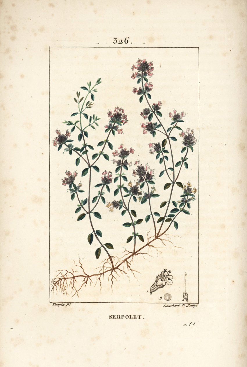Serpolet或百里香Serpolet - 匍匐百里香或野生百里香，Thymus serpyllum，有花、叶、茎和根。小兰伯特根据皮埃尔-让-弗朗索瓦-图尔平的画作进行的手绘立体铜版画，出自Chaumeton, Poiret and Chamberet。 作者 皮埃尔·让·弗朗索瓦·特平