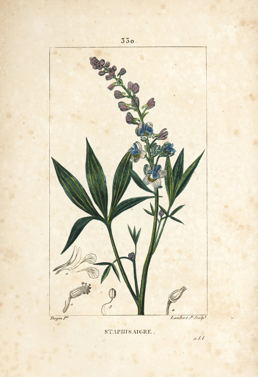 Staphisagria - Lie-bane 或 stavesacre，Delphinium staphisagria，有花、叶、茎和种子。 Lambert Junior 手绘点画铜版画，来自 Chaumeton、Poiret 和 Chamberet 的“La Flore”的 Pierre Jean-Francois Turpin 的画作 作者 皮埃尔·让·弗朗索瓦·特平