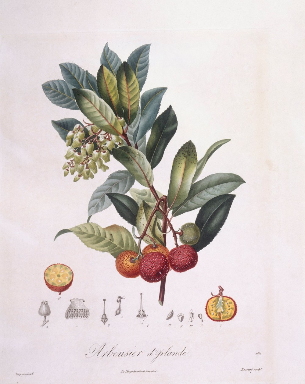 草莓树（Arbutus unedo），Henry Louis Duhamel du Monceau，Pierre Jean Francois Turpin的植物图版 作者 皮埃尔·让·弗朗索瓦·特平