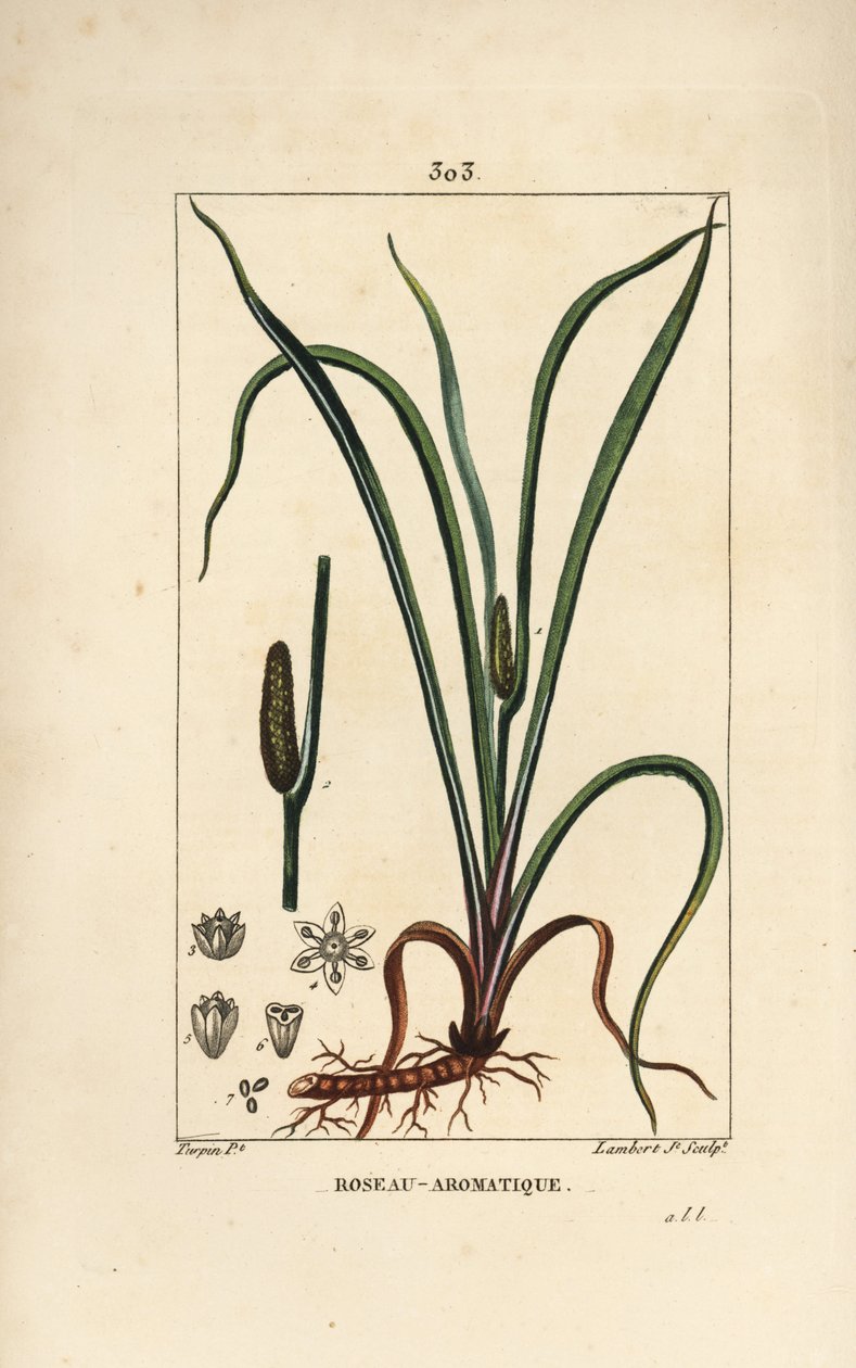 Sweet smelling flag, Acorus calamus, with seed, leaf and root. Handcoloured stipple copperplate engraving by Lambert Junior from a drawing by Pierre Jean-Francois Turpin from Chaumeton, Poiret and Chamberet