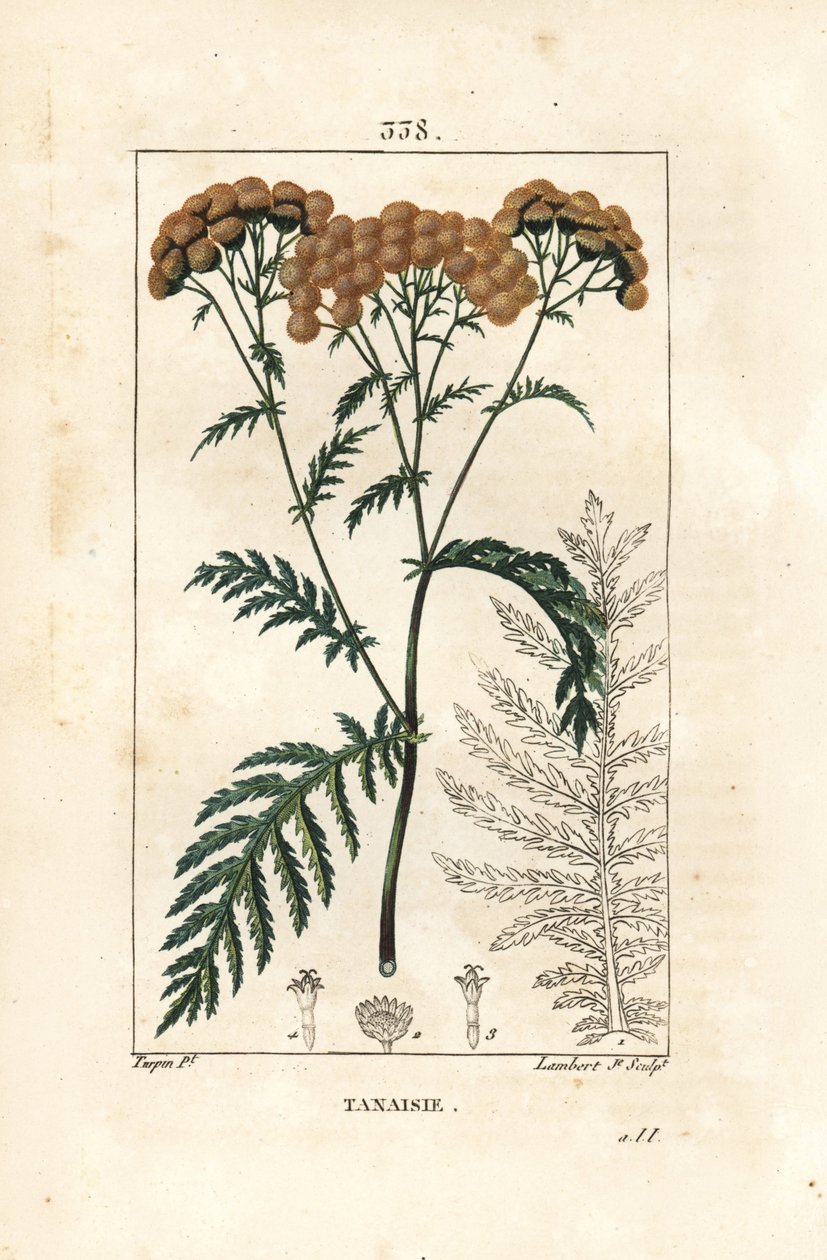 艾菊 - 艾菊，Tanacetum vulgare。 Lambert Junior 手绘点画铜版画，出自 Chaumeton、Poiret 和 Chamberet 的“La Flore Medicale”，巴黎，Panckoucke 的 Pierre Jean-Francois Turpin 的画作 作者 皮埃尔·让·弗朗索瓦·特平