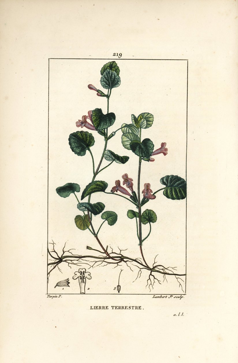 Ivy Wapadziko Lonse - Ivy yapansi, Hedera terrestris. Chojambula chamkuwa chopangidwa ndi manja chojambulidwa ndi a Lambert Junior chojambulidwa ndi Pierre Jean-Francois Turpin wochokera ku Chaumeton, Poiret ndi Chamberet "La Flore Medicale," Paris, Pancko 作者 皮埃尔·让·弗朗索瓦·特平