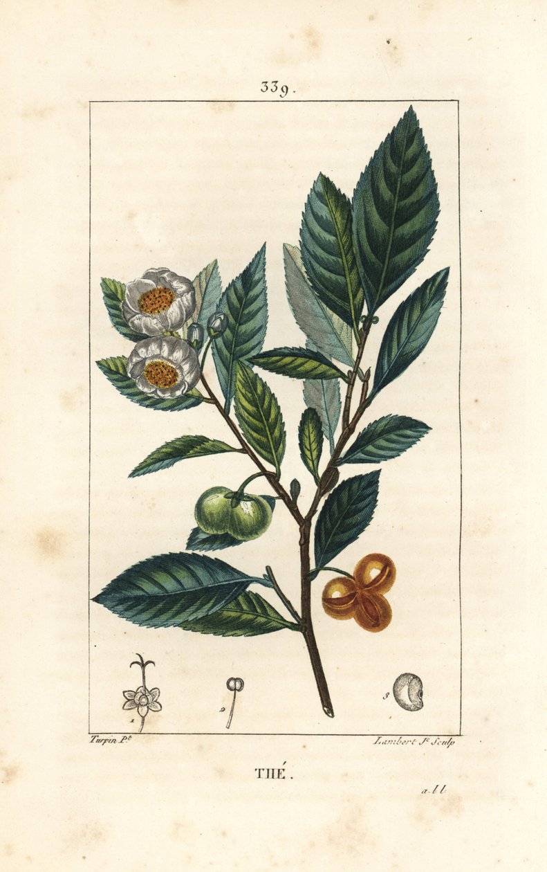 Theier - Tea, Camellia sinensis, showing leaf, fruit and flower. Handcoloured stipple copperplate engraving by Lambert Junior from a drawing by Pierre Jean-Francois Turpin from Chaumeton, Poiret and Chamberet