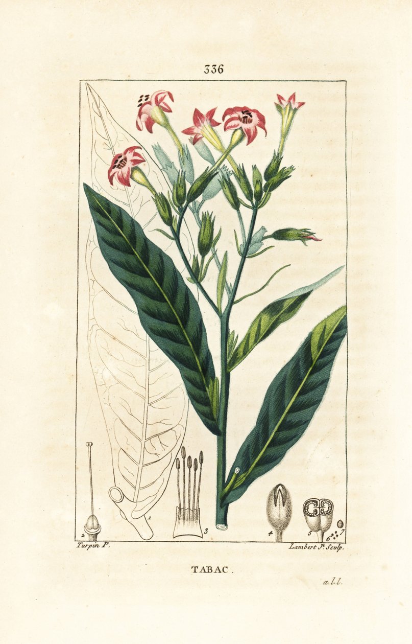 烟草 - 烟草，烟草。 Lambert Junior 手绘点画铜版画，出自 Chaumeton、Poiret 和 Chamberet 的“La Flore Medicale”，巴黎，Panckoucke 的 Pierre Jean-Francois Turpin 的画作 作者 皮埃尔·让·弗朗索瓦·特平