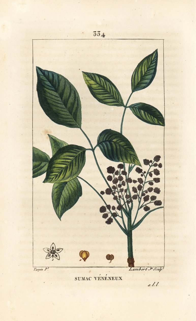 Toxic Liana - 毒栎，Toxicodendron pubescens。小Lambert根据Pierre Jean-Francois Turpin的画作进行的手绘硬笔铜版画，出自Chaumeton, Poiret和Chamberet的《La Flore Medicale》，巴黎，Panckoucke。 作者 皮埃尔·让·弗朗索瓦·特平