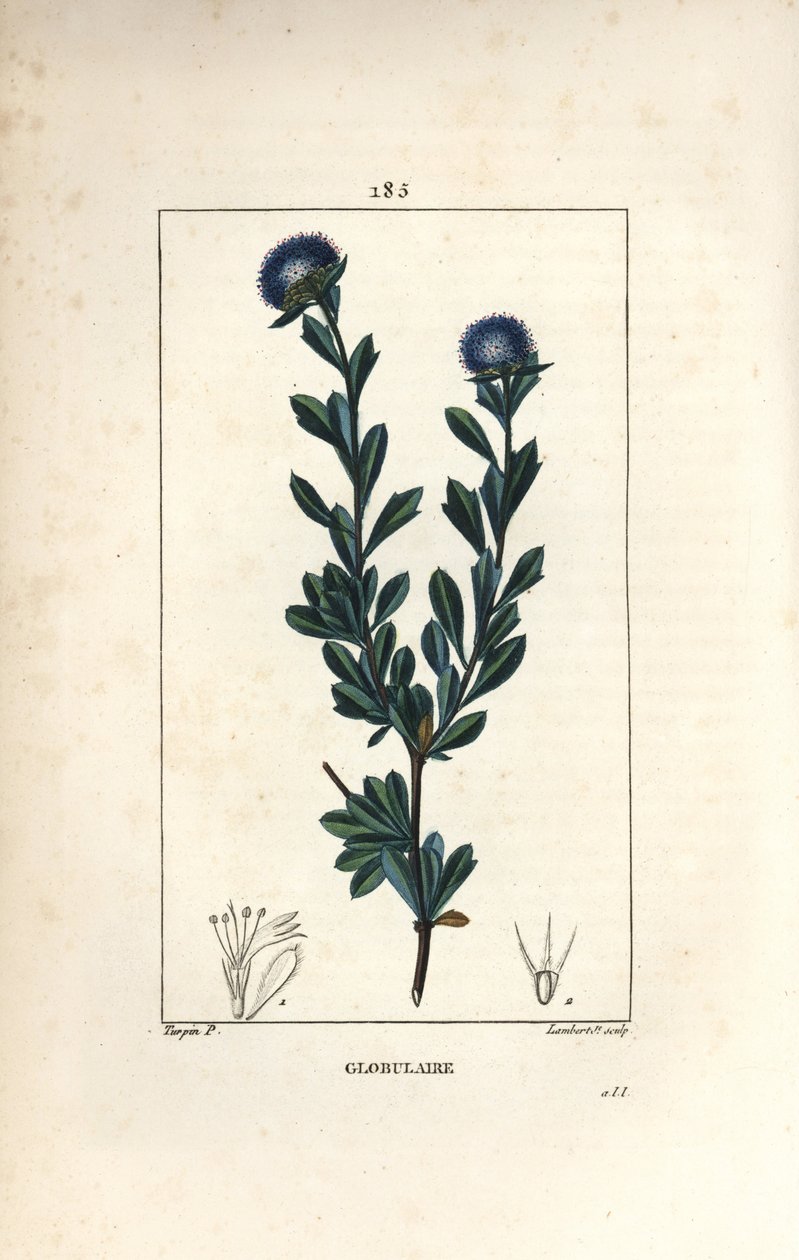 球状品种 - 三齿叶球状体，Globularia fruticosa。 Lambert Junior 手绘点画铜版画，出自 Chaumeton、Poiret 和 Chamberet 的“La Flore Medicale”，Paris, Panc 的 Pierre Jean-Francois Turpin 的画作 作者 皮埃尔·让·弗朗索瓦·特平