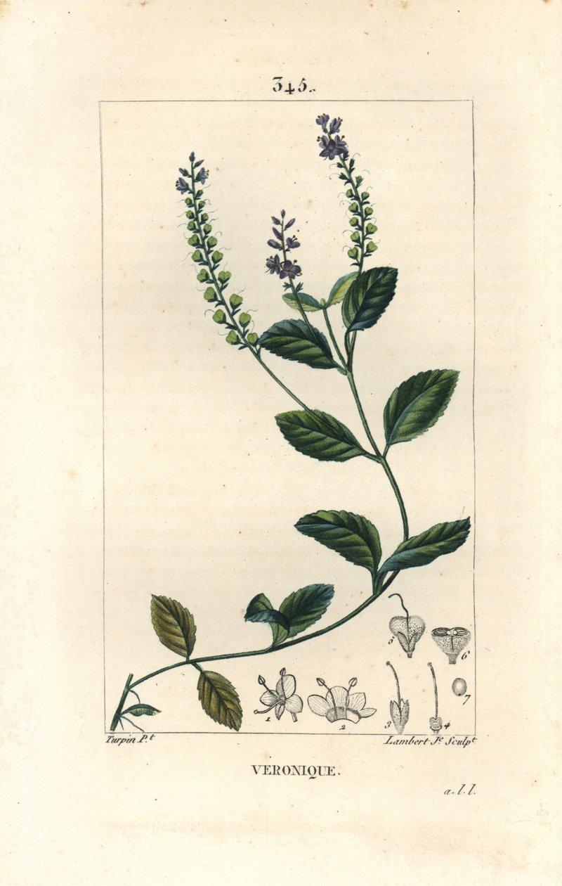 Veronique officinale - 男性 Speedwell，Veronica officinalis。 Lambert Junior 手绘点画铜版画，出自 Chaumeton、Poiret 和 Chamberet 的“La Flore Medicale”，巴黎，Panckoucke 的 Pierre Jean-Francois Turpin 的画作 作者 皮埃尔·让·弗朗索瓦·特平