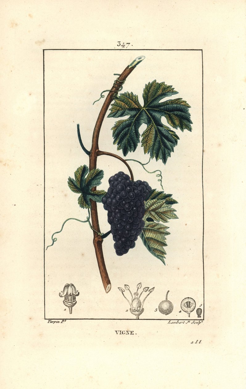 藤蔓--葡萄藤，Vitis vinifera，有果实、叶片、卷须和茎。小兰伯特根据皮埃尔-让-弗朗索瓦-图尔平的画作进行的手绘立体铜版画，出自肖梅顿、波尔特和张贝的《医学花卉》，巴黎，潘库克 作者 皮埃尔·让·弗朗索瓦·特平