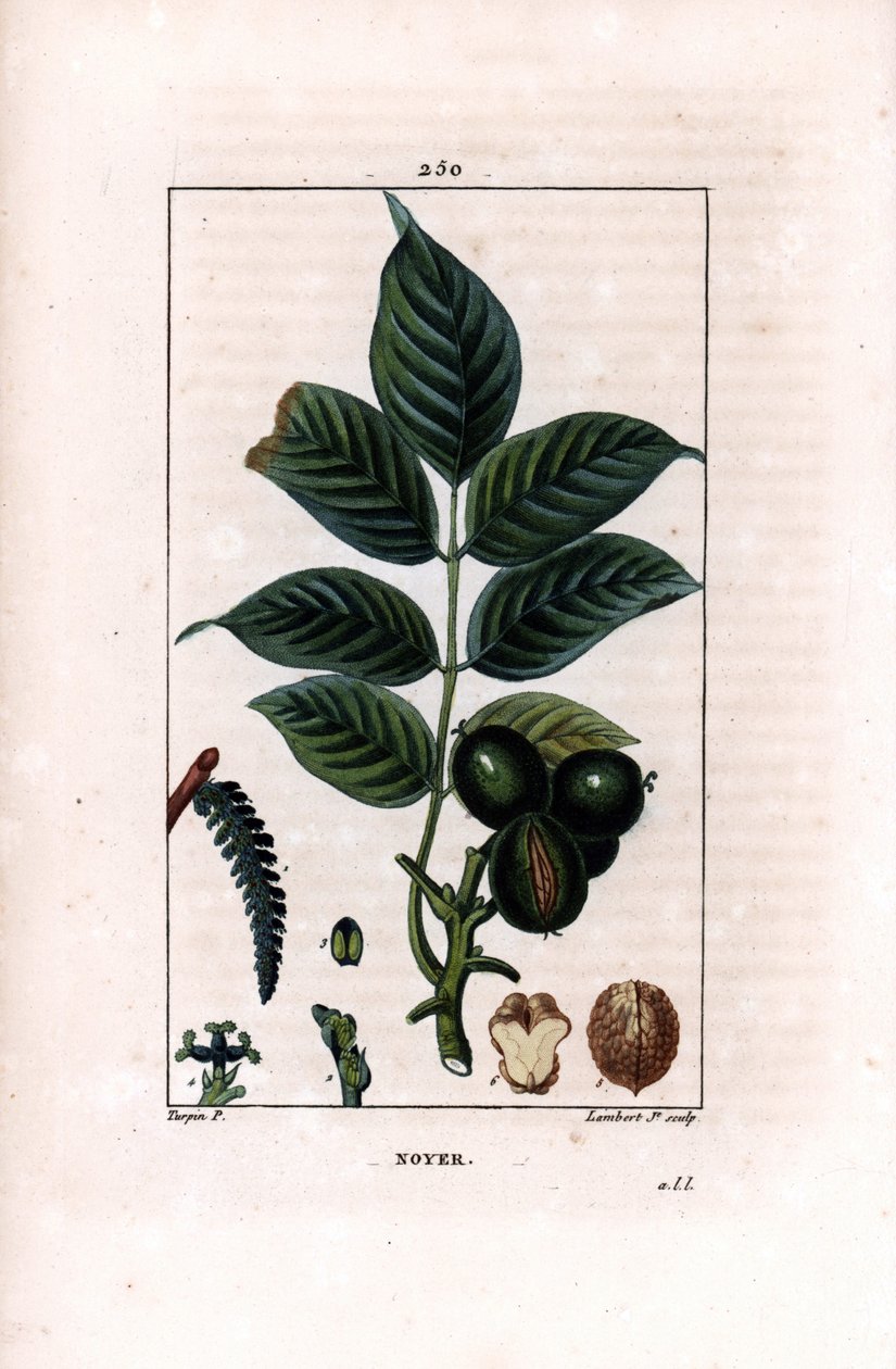 带坚果的核桃枝 - 核桃树，Juglans regia，有枝、叶、成熟的果实、带壳和部分的坚果。 Lambert Junior 手绘点画铜版画，来自 Chaumeton, Poiret et Chamber 的 Pierre Jean-Francois Turpin 的画作 作者 皮埃尔·让·弗朗索瓦·特平