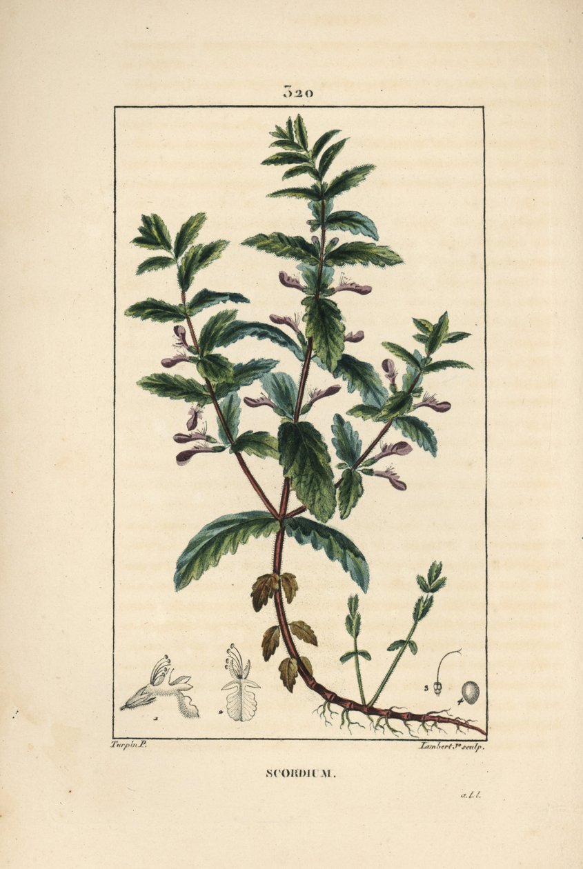水蛭 - 水蛭，Teucrium scordium，显示花、叶、茎和根。小Lambert根据Pierre Jean-Francois Turpin的画作进行的手绘立体铜版画，该画作出自Chaumeton, Poiret和Chamberet的《La Flore Medi》。 作者 皮埃尔·让·弗朗索瓦·特平