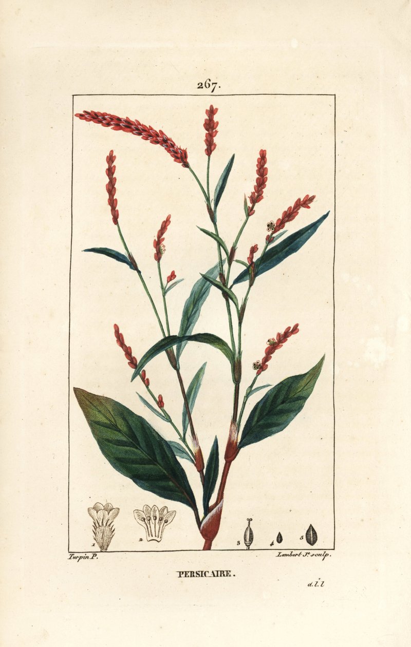 Water pepper knotwee - Water-pepper, Persicaria hydropiper (Polygonum hydropiper), with flower, stalk and leaf. Handcoloured stipple copperplate engraving by Lambert Junior from a drawing by Pierre Jean-Francois Turpin from Chaumeton, Poiret and Chamberet