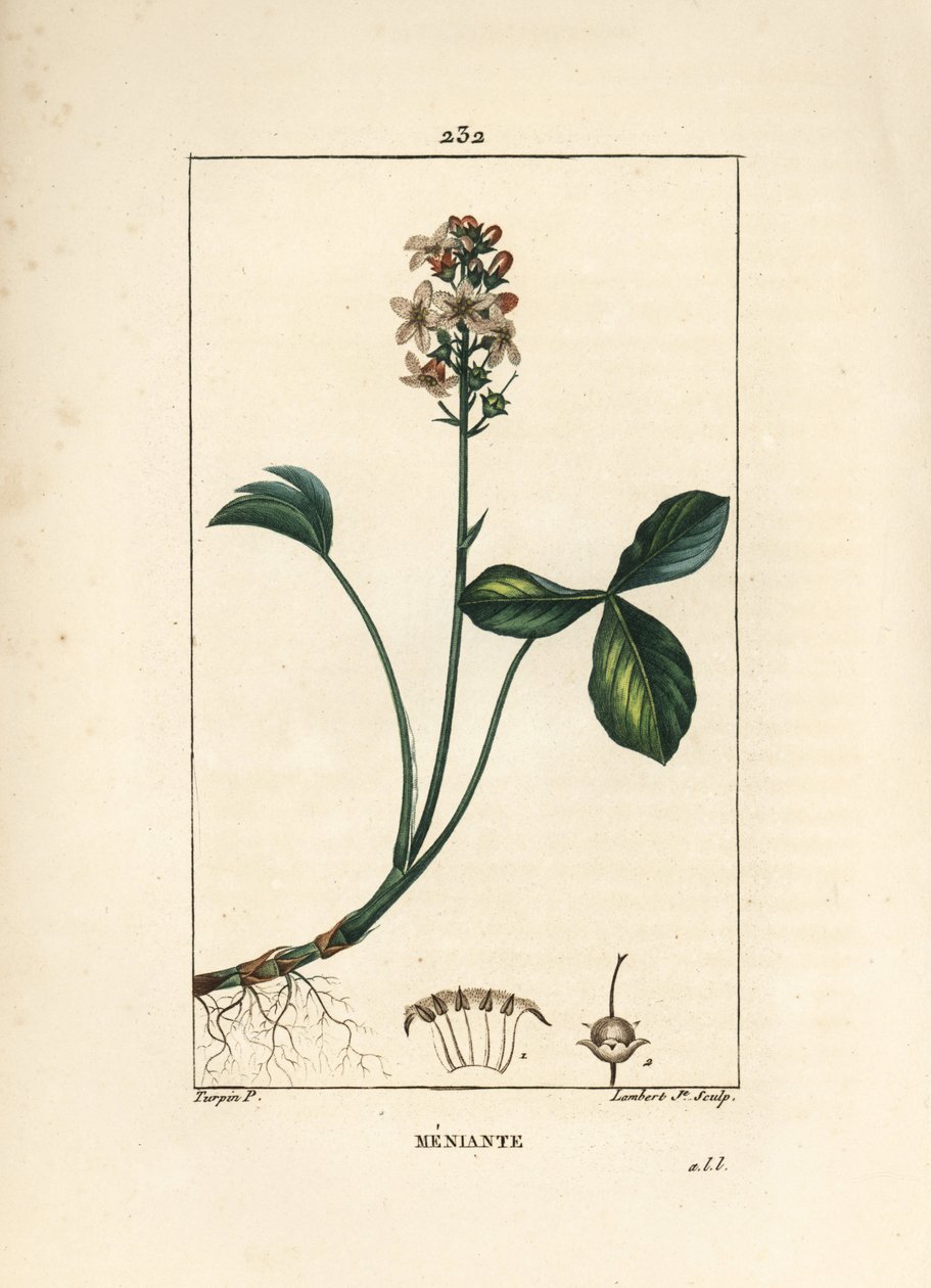 水三叶或menyanth水三叶-火星三叶，Menyanthes trifoliata。 手绘点画铜版画由 Lambert Junior 根据 Pierre Jean-Francois Turpin 的画作来自 Chaumeton、Poiret 和 Chamberet 的“La Flore Medicale”，巴黎， 作者 皮埃尔·让·弗朗索瓦·特平