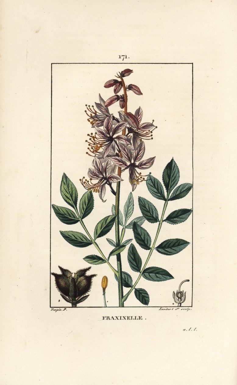 白色的dictamnus albus，显示花、叶、种子和有毛的果实。小Lambert根据Pierre Jean-Francois Turpin的画作进行的手绘硬笔铜版画，出自Chaumeton, Poiret et Chamberet的《La Flore Medicale》，巴黎，Panckouck 作者 皮埃尔·让·弗朗索瓦·特平