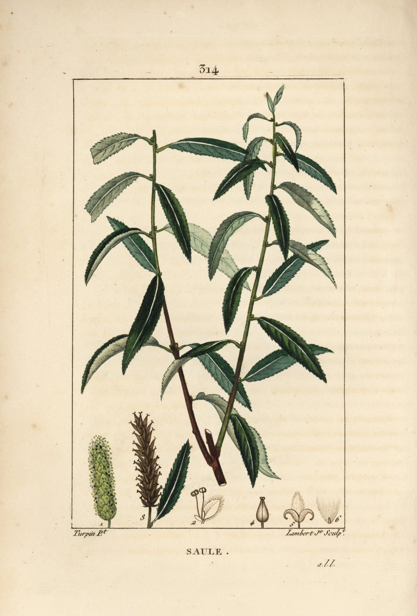 白柳或银柳，白柳 - 白柳树，Salix alba，有叶子、花、雌雄柔荑花序、果实和种子。小兰伯特根据皮埃尔-让-弗朗索瓦-图尔平的画作进行的手绘硬笔铜版画，来自波伊的肖梅顿。 作者 皮埃尔·让·弗朗索瓦·特平