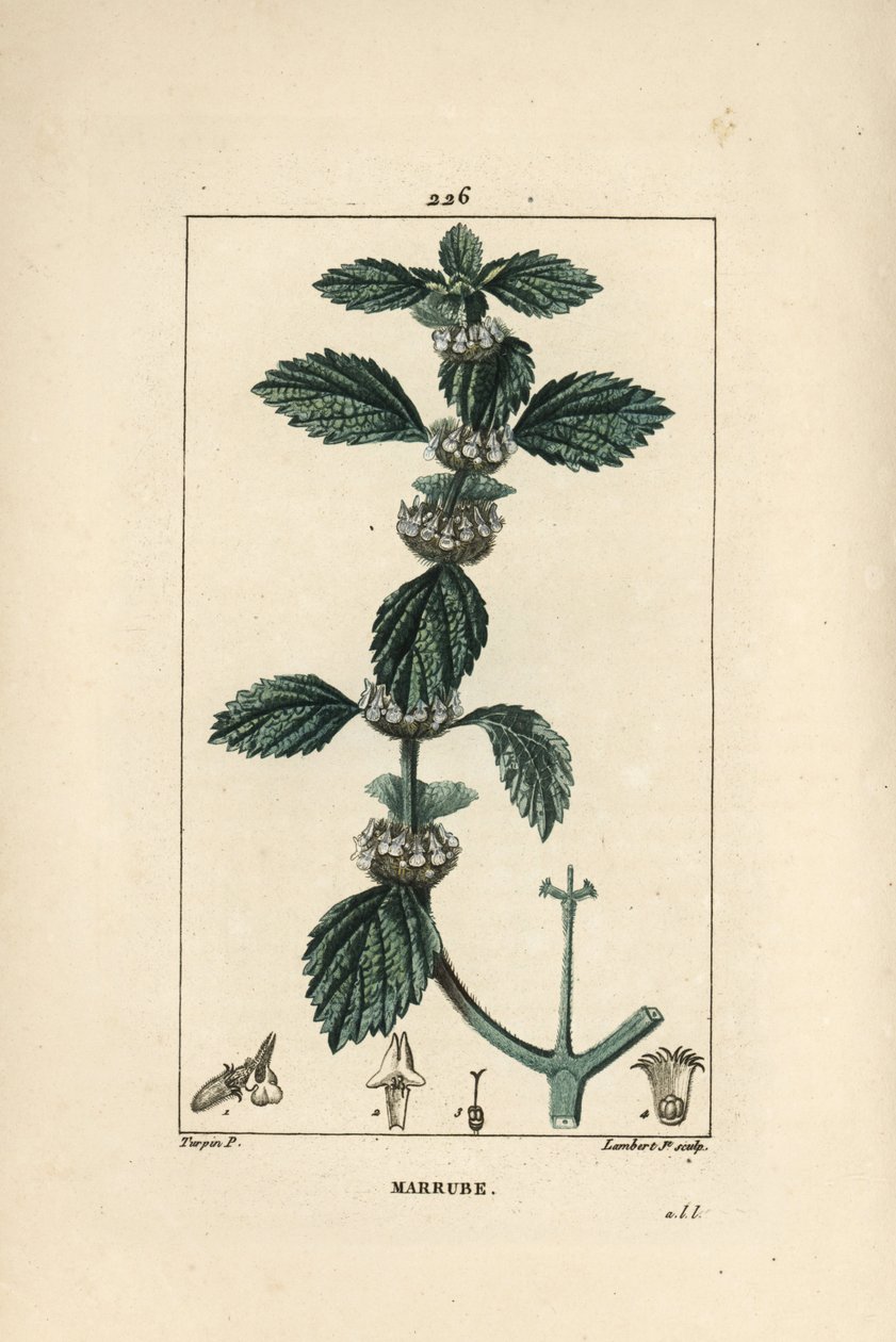 白色或普通 marrube - 普通苦苣，Marrubium vulgare。 Lambert Junior 手绘点画铜版画，出自 Chaumeton、Poiret 和 Chamberet 的“La Flore Medicale”，巴黎，Panckoucke 的 Pierre Jean-Francois Turpin 的画作 作者 皮埃尔·让·弗朗索瓦·特平