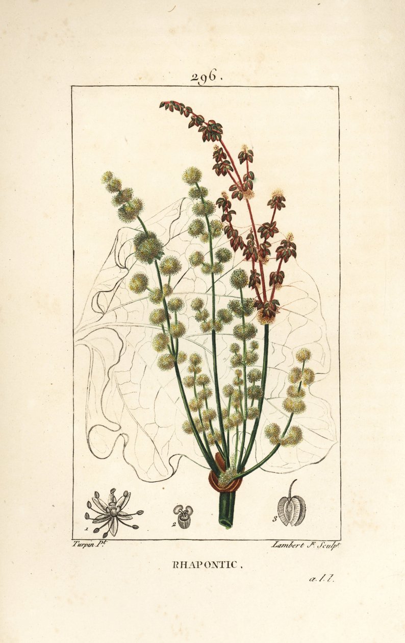 Wild rhubarb - Rhapontic or false rhubarb, Rheum rhapontium, with flower, stalk, seed and leaf outline. Handcoloured stipple copperplate engraving by Lambert Junior from a drawing by Pierre Jean-Francois Turpin from Chaumeton, Poiret and Chamberet
