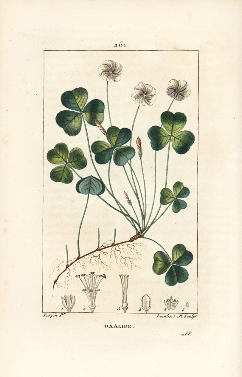 酢浆草，酢浆草 (oxalis) des bois - 酢浆草，酢浆草，花、叶、茎、种子和根。 Lambert Junior 手绘点画铜版画，来自 Chaumeton、Poiret 和 Chambere 的 Pierre Jean-Francois Turpin 的画作 作者 皮埃尔·让·弗朗索瓦·特平