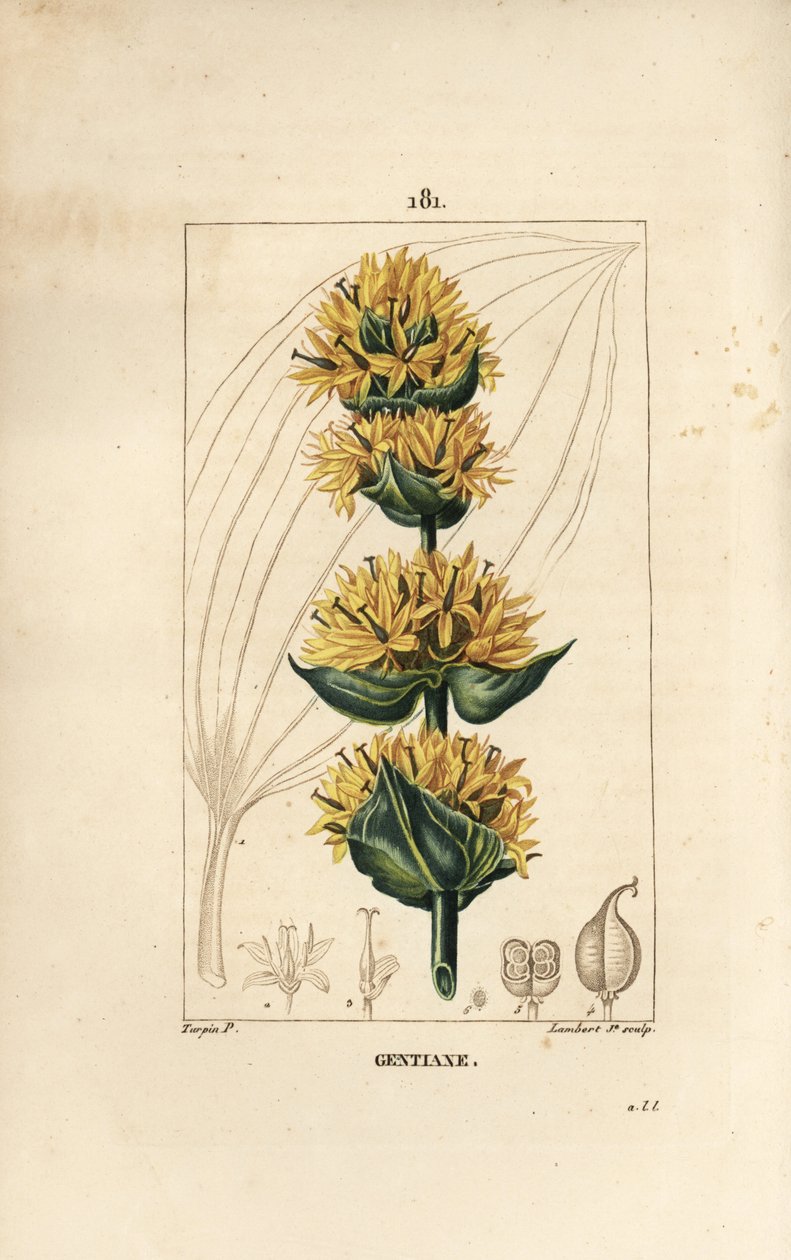 黄龙胆或大龙胆 - 龙胆，Gentiana lutea。小Lambert根据Pierre Jean-Francois Turpin的画作进行的手绘硬笔铜版画，出自Chaumeton, Poiret和Chamberet的《La Flore Medicale》，巴黎，Panckoucke 作者 皮埃尔·让·弗朗索瓦·特平
