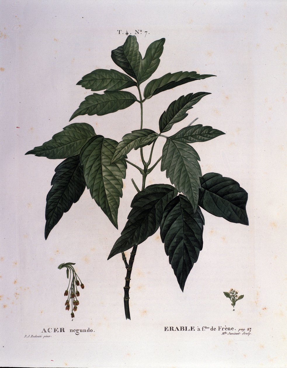 植物学。枫树枝。图版取自《Nouveau Duhamel du Monceau或Treats Treats法国栽培的树木和灌木》，皮埃尔-约瑟夫-雷杜特（1759-1840）的水彩画，1819年 作者 皮埃尔·约瑟夫（后）雷杜特