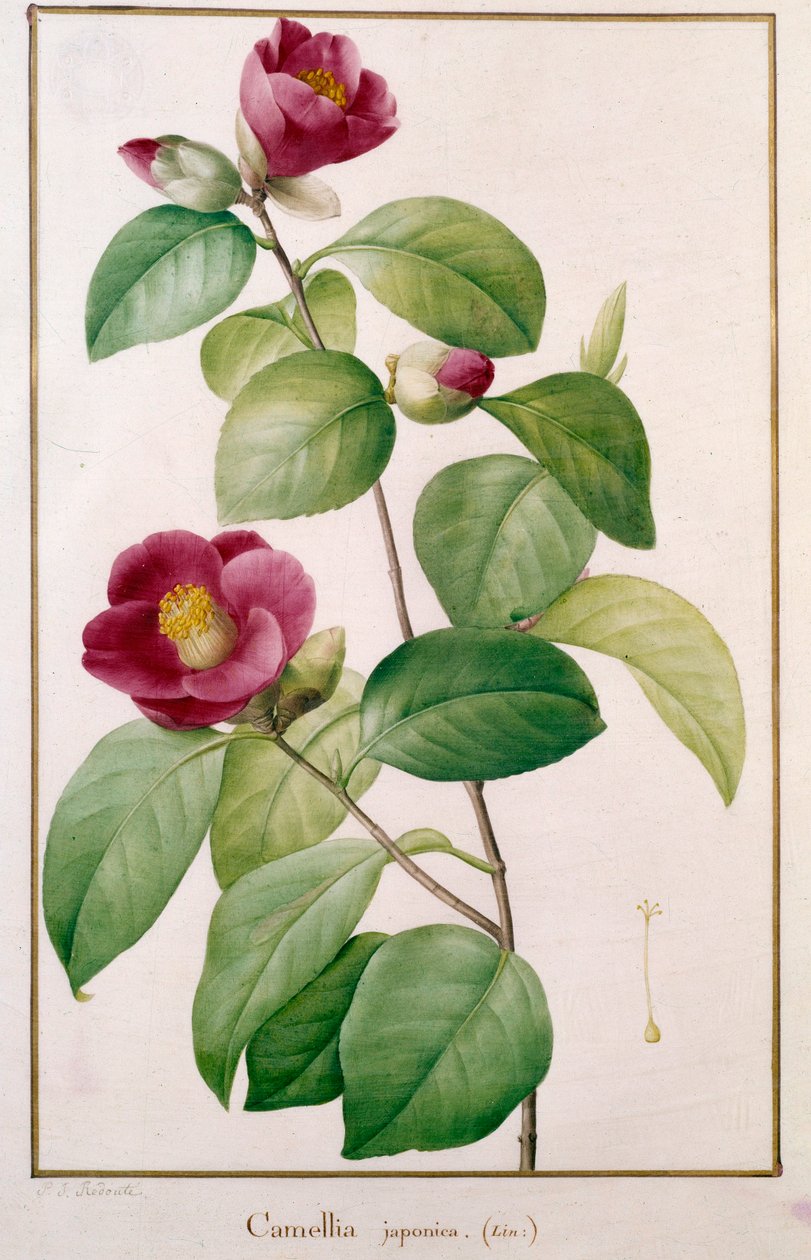 Camellia japonica Botanical Plate by Pierre Joseph Redoute (1759-1840) 19 世纪巴黎，自然历史博物馆 作者 皮埃尔·约瑟夫（后）雷杜特