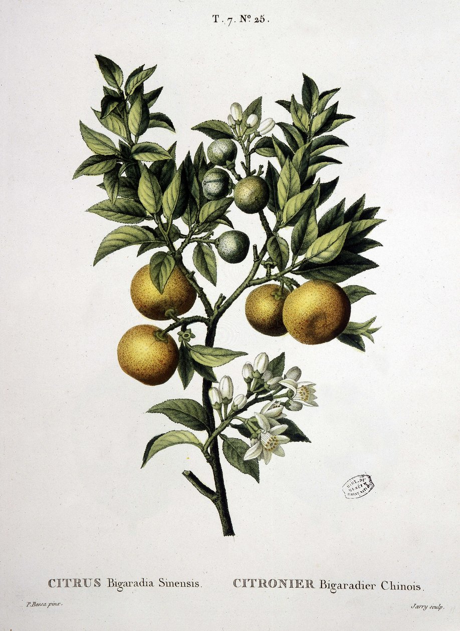 柠檬树 chinese bigaradier--载于 "Nouveau Duhamel ou traité des arbres et shrustes que on cultivation in France"，由P.J. Redouté和P.巴黎的贝萨 作者 皮埃尔·约瑟夫（后）雷杜特