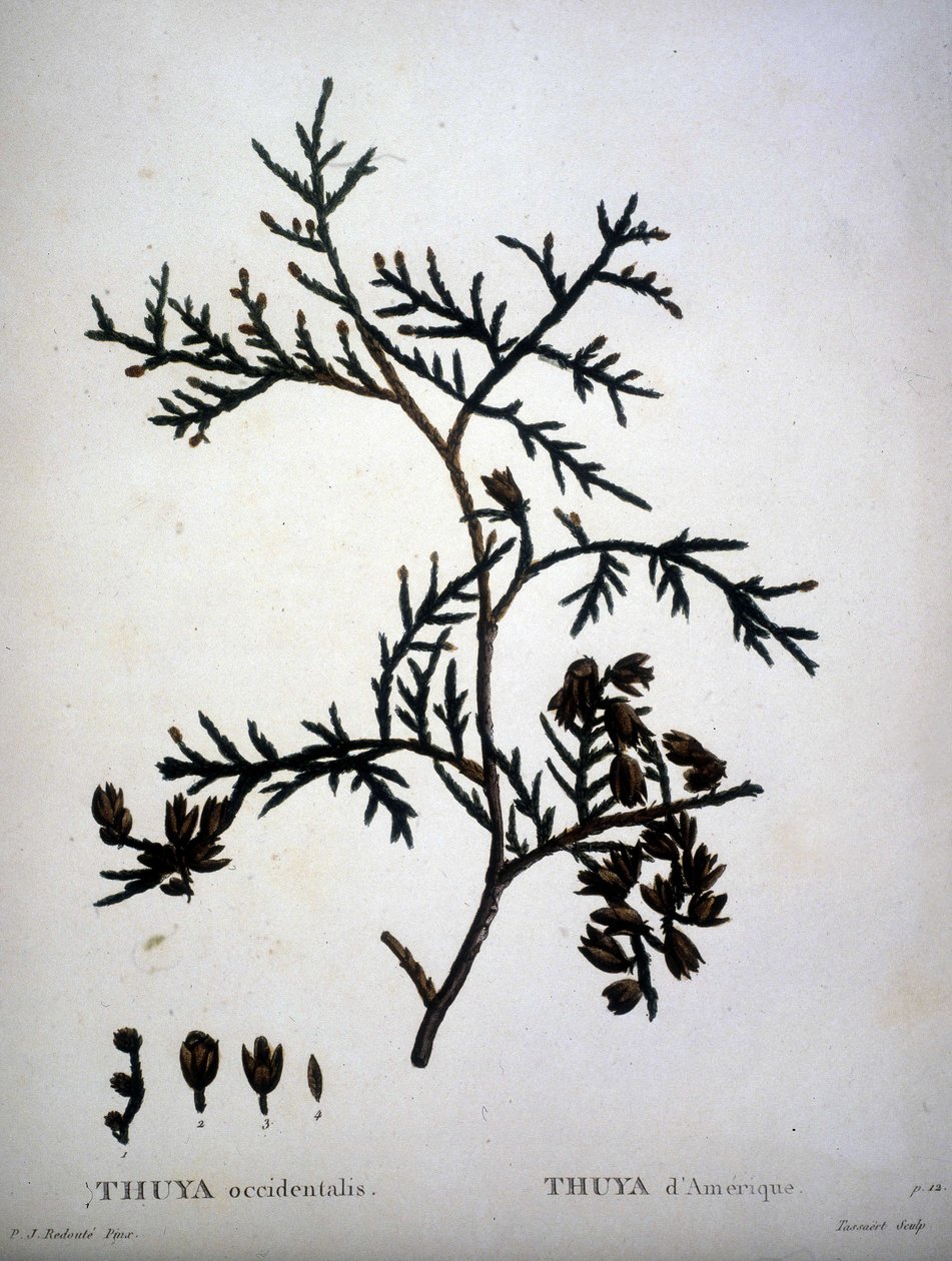 Thuya occidentalis 或 Thuya d