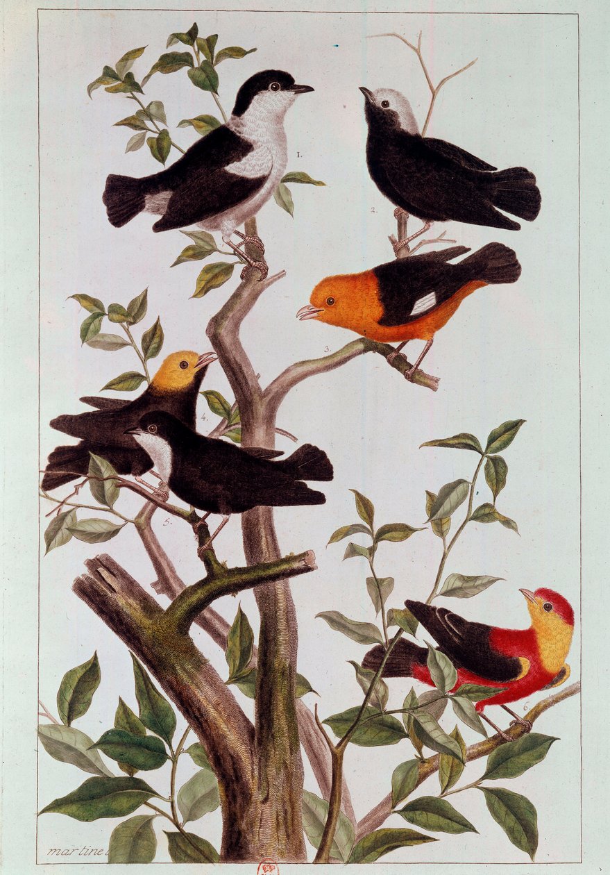 树枝上的鸟儿 皮埃尔-约瑟夫（1731-1807）的石版画 18世纪 巴黎，B.N. 作者 皮埃尔·约瑟夫·布霍兹