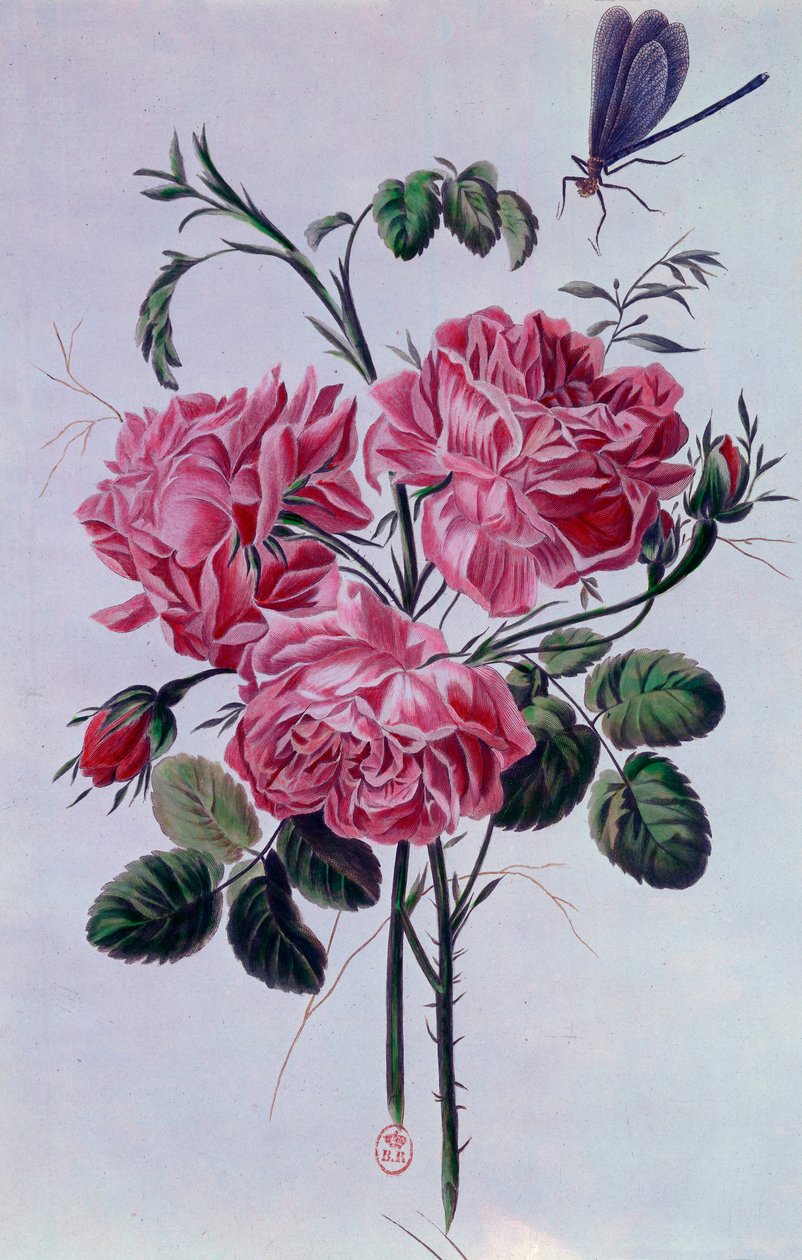 牡丹花束石版画，皮埃尔·约瑟夫 作者 皮埃尔·约瑟夫·布霍兹