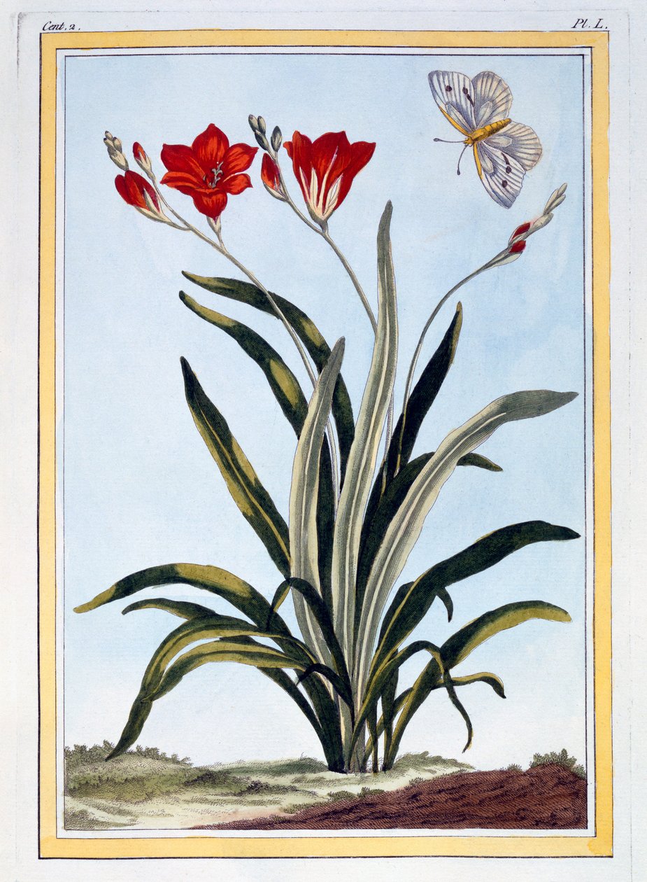 Cornlily, pub.1776. 作者 皮埃尔·约瑟夫·布霍兹