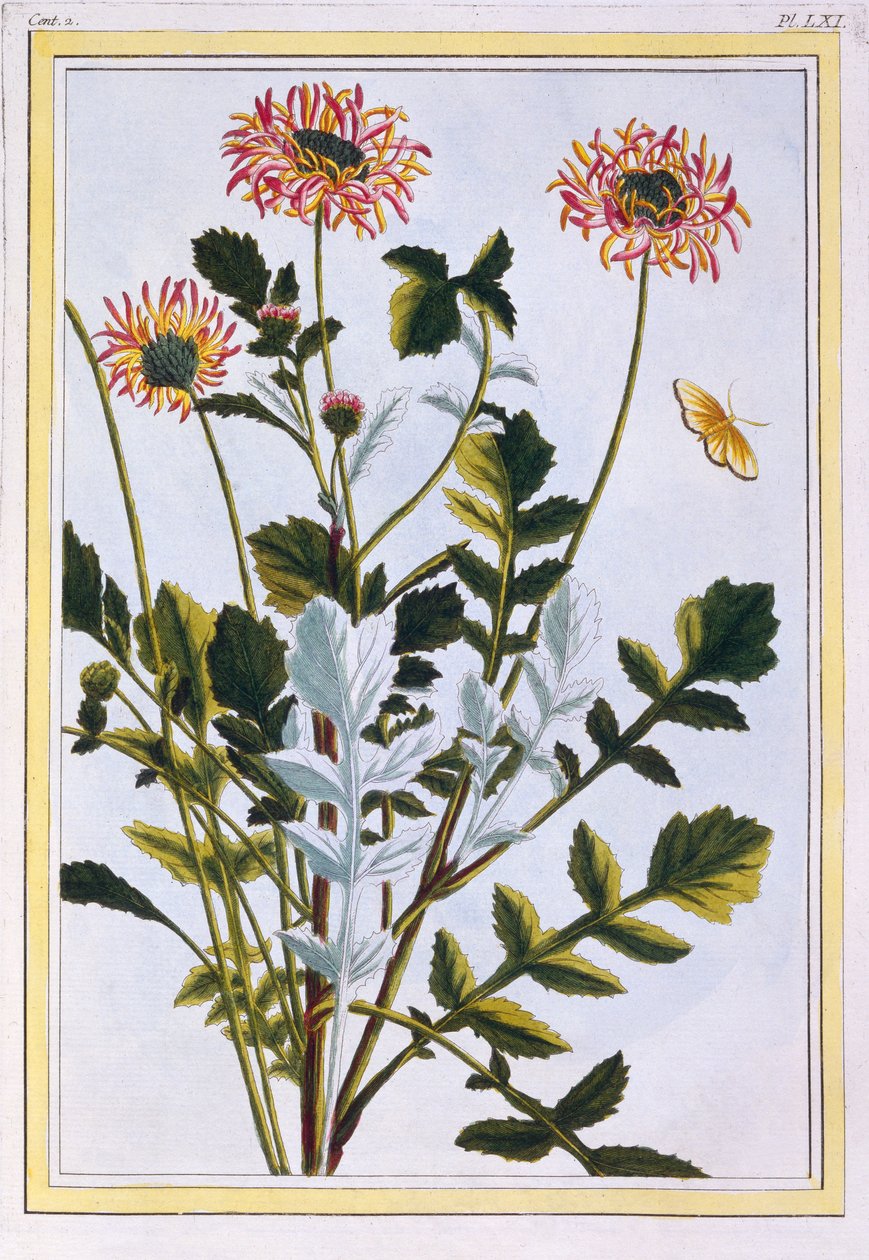 埃塞俄比亚Arcotis（非洲百合），1766（手工彩色雕刻） 作者 皮埃尔·约瑟夫·布霍兹