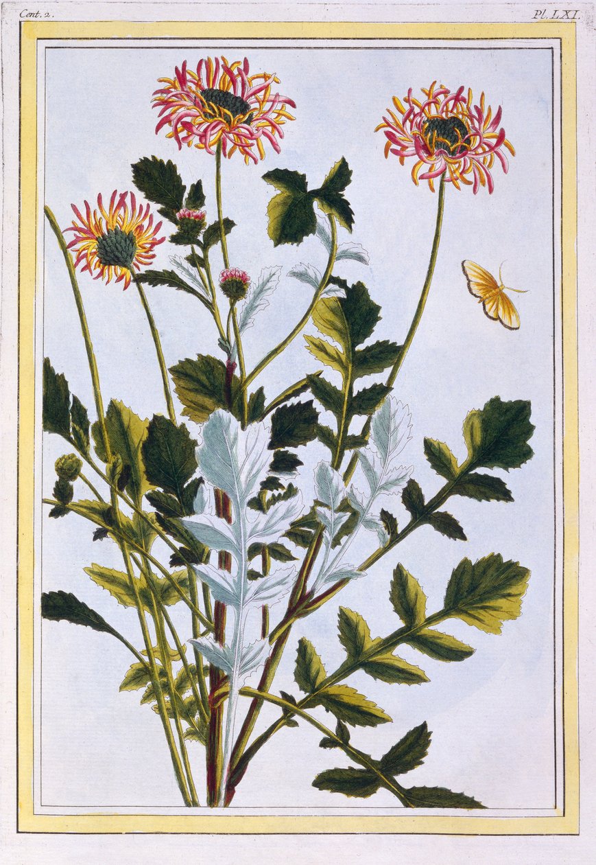 埃塞俄比亚的Arctotis非洲菊花，出版。1776. 作者 皮埃尔·约瑟夫·布霍兹