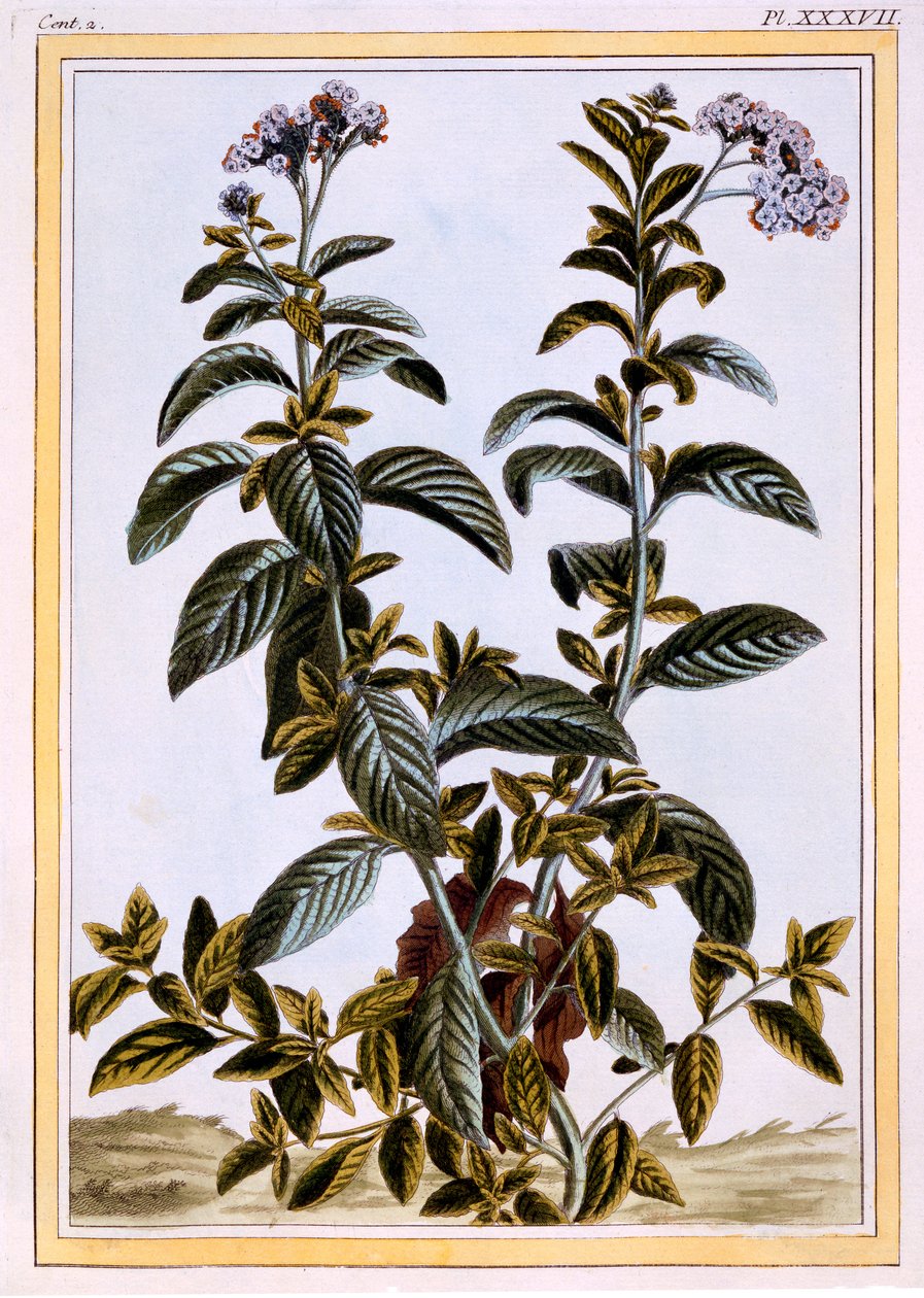 Heliotrope或Cherry-pie，c.1766（手工彩色雕刻） 作者 皮埃尔·约瑟夫·布霍兹