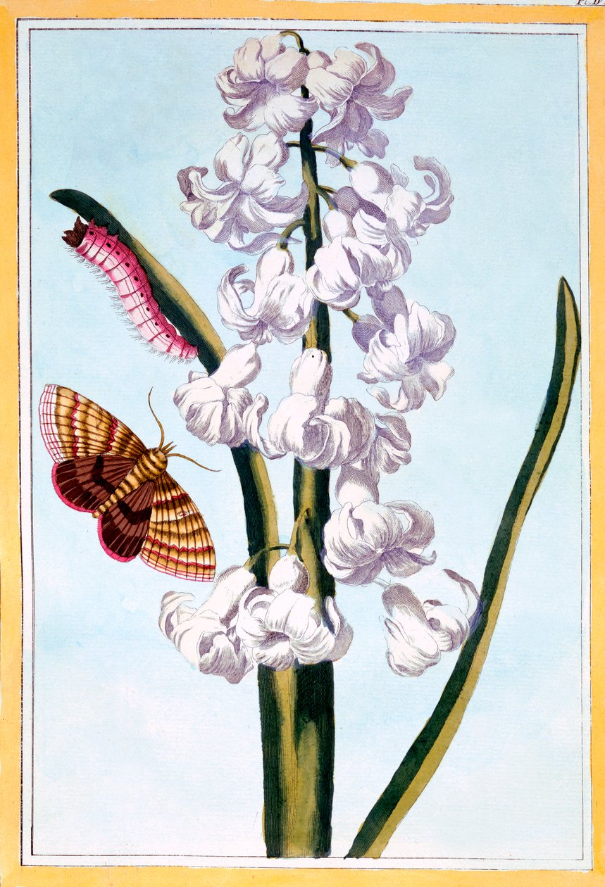 Hyacinth, pub.1776. 作者 皮埃尔·约瑟夫·布霍兹
