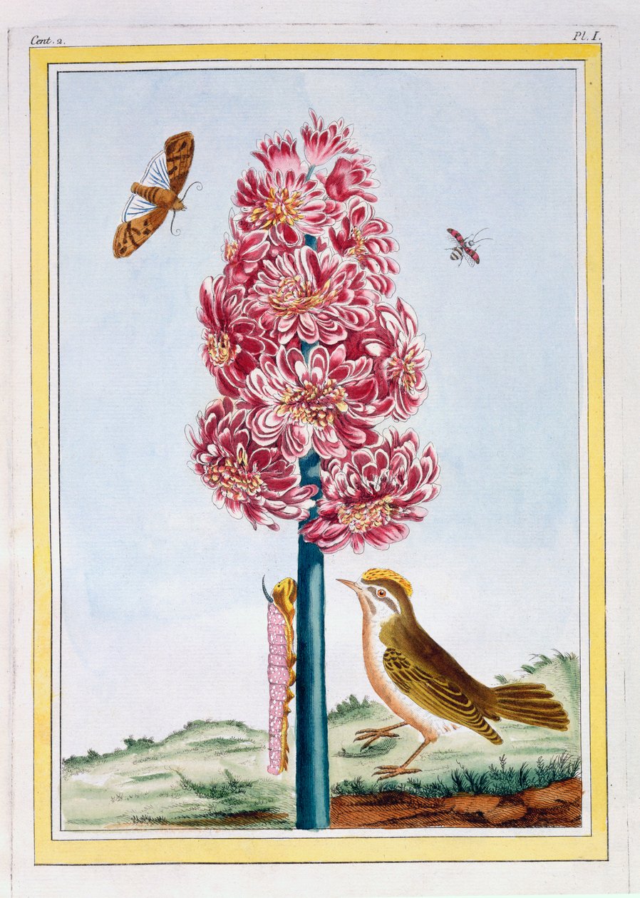 Hyacinth, pub.1776. 作者 皮埃尔·约瑟夫·布霍兹